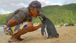 Душещипательная история о пингвине, который возвращается к своему спасителю, преодолевая 8000 км