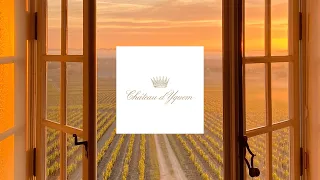 A new dawn - Château d’Yquem 2019