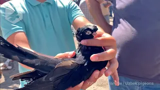 Птичий рынок г. Ташкент - ГОЛУБИ (04.09.2021) / Uzbek Pigeons