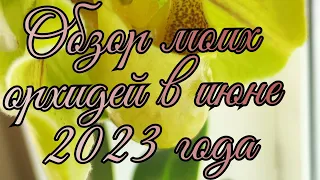 Обзор моих орхидей в июне 2023 года#обзор#цветы#орхидеи#красота#фаленопсис