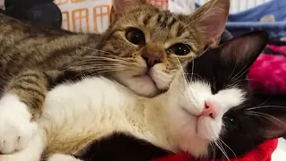 This is How Cats Show Love 😍 Cute Cats Showing Love 😍 || PETASTIC 🐾