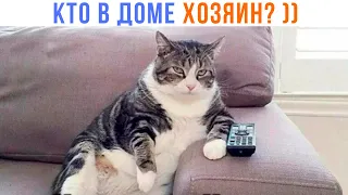 КТО В ДОМЕ ХОЗЯИН? ))) | Приколы с котами | Мемозг 1403
