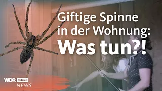 Nosferatu-Spinne verbreitet sich schnell in ganz Deutschland | WDR Aktuelle Stunde