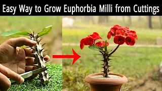 Amazing! Easy Way to Grow Crown of Thorns / Euphorbia Milii From Cuttings | Ar2 Garden | Garden Idea