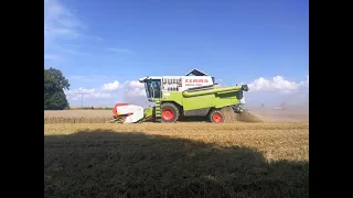 👉koszenie przenicy 2021👈💥Claas w akcji 💥#claas mega 350