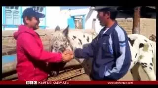 "Сапар": Аппалуза кыргыздын чаар атынан тараганбы? (Экинчи бөлүгү)- BBC Kyrgyz
