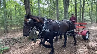 Percheron Draft Horse Team driving with some adjustments to the Pioneer Forecart