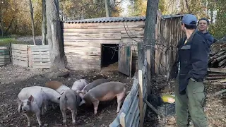 //Свині як бізнес 0968071976//За Соєвою через свиновода-огородника-на Требухів через Дударків//