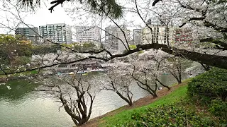 Cherry Blossoms and hordes of people at Nippon Budokan 2024・Japan in 4K HDR