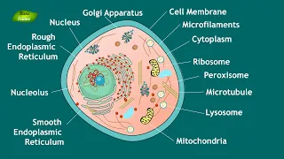 Animal Cell Structure and Function | Notes | Eukaryotic Cell | Basic Science Series