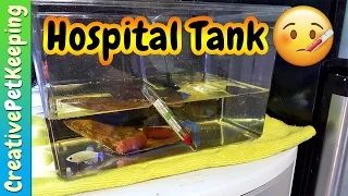 #BettaFish Hospital Tank Setup | Sick Fish