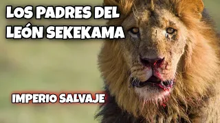 LOS PADRES DEL LEÓN SEKEKAMA | Imperio Salvaje