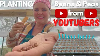 Planting Beans In Greenhouse From Many YOUTUBE CREATORS: Start Growing Peas and Beans Indoors