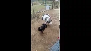 Turkey (Molly) vs. Rooster (Reaper) (We know, we know, Molly is in fact a TOM lol)