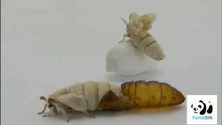 Life Cycle of a Silkworm - PandaSilk.com