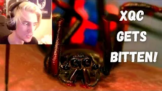 xQc Reacts to Spider Man Getting bitten / xQc Got Bitten By Spider