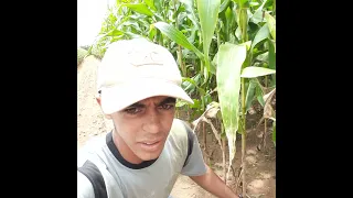 primeiro vídeo do canal e dicas de plantio de milho