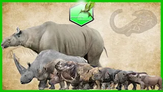 Rhinos Comparison Size Living Extinct