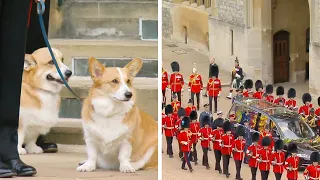 The Queen’s Corgis And Pony Waited For Her Coffin To Arrive And It Made People Emotional