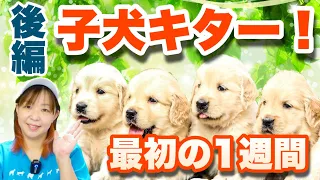 子犬を迎えて1週間 やるべきしつけとは？飼い主の心構えは？【ドッグトレーナー解説】後編【子犬の育て方#1-2】