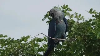 Recovery of Brazil's Spix's macaw threatened by climate change
