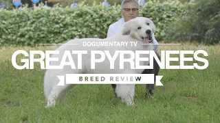 GREAT PYRENEES BREED REVIEW