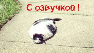 СМЕШНЫЕ КОТЫ С ОЗВУЧКОЙ – Лютые приколы с котами и кошками (Смешные кошки, мемы в видео) 2019