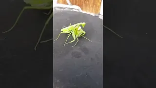 MATING MANTIS #asmr #satisfying #insects #shorts