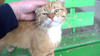 Ginger cat met his luck on the street