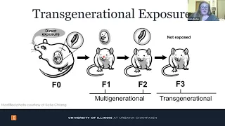 Exposure to Phthalates and Aging