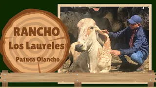 RANCHO LOS LAURELES, PATUCA, OLANCHO