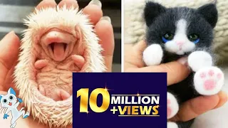 SOO Cute! Cute baby animals Videos Compilation cute moment of the animals #7