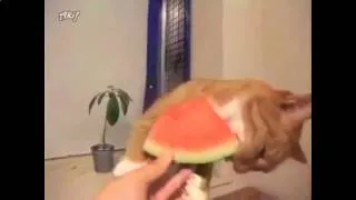 Смешная кошка лопает арбуз!!! прикольное видео Смешные приколы с кошками1
