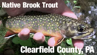 Fly Fishing Native Brook Trout, Clearfield County, PA (Project Healing Water Trailer) - Wooly Bugged