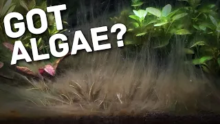 Here's How You REALLY deal with Algae | Algae Play-Book