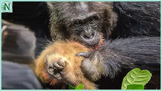 Monkeys Dying In A Chimps Jaws