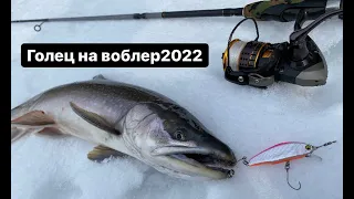 Голец на воблеры 2022