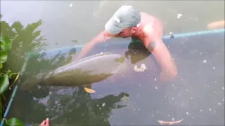 500lb+ arapaima a true river monster landed at Gillhams fishing resorts