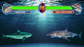 Tiger Shark vs Great White Shark