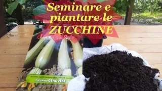 SEMINARE E PIANTARE LE ZUCCHINE