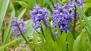 Die schönsten blauen Frühlingsblumen
