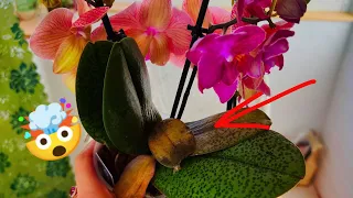 Привезла дорогую, ЗАМОРОЖЕННУЮ Орхидею с ЦВЕТОЧНОГО рынка ЗАЧЕМ ❓ Безумная орхидея КРАСАВИЦА ❤️