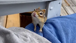 When I told a chipmunk to go home and rest..