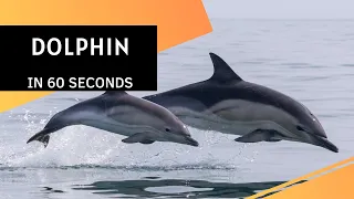 Dolphin FACTS in 60 Seconds! 🐬 | one of the most intelligent animals in our world 🌍