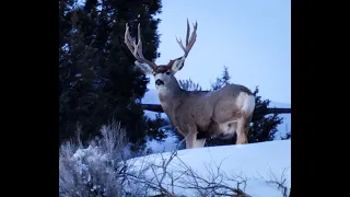 Winter Range Muleys 2022-2023:  Big Bucks, One 200" Stud.