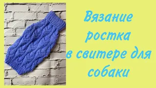 Вязание ростка в свитерах для собак