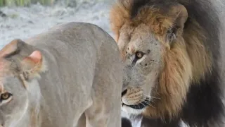 Male lion following a lioness