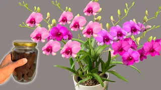 One bottle per month! surprised! Any type of orchid grows and blooms magically