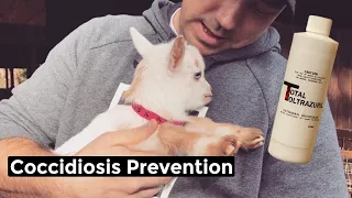 Coccidia Prevention in Baby Goats - Total Toltrazuril