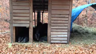 A Hut Full of Large Black Hogs